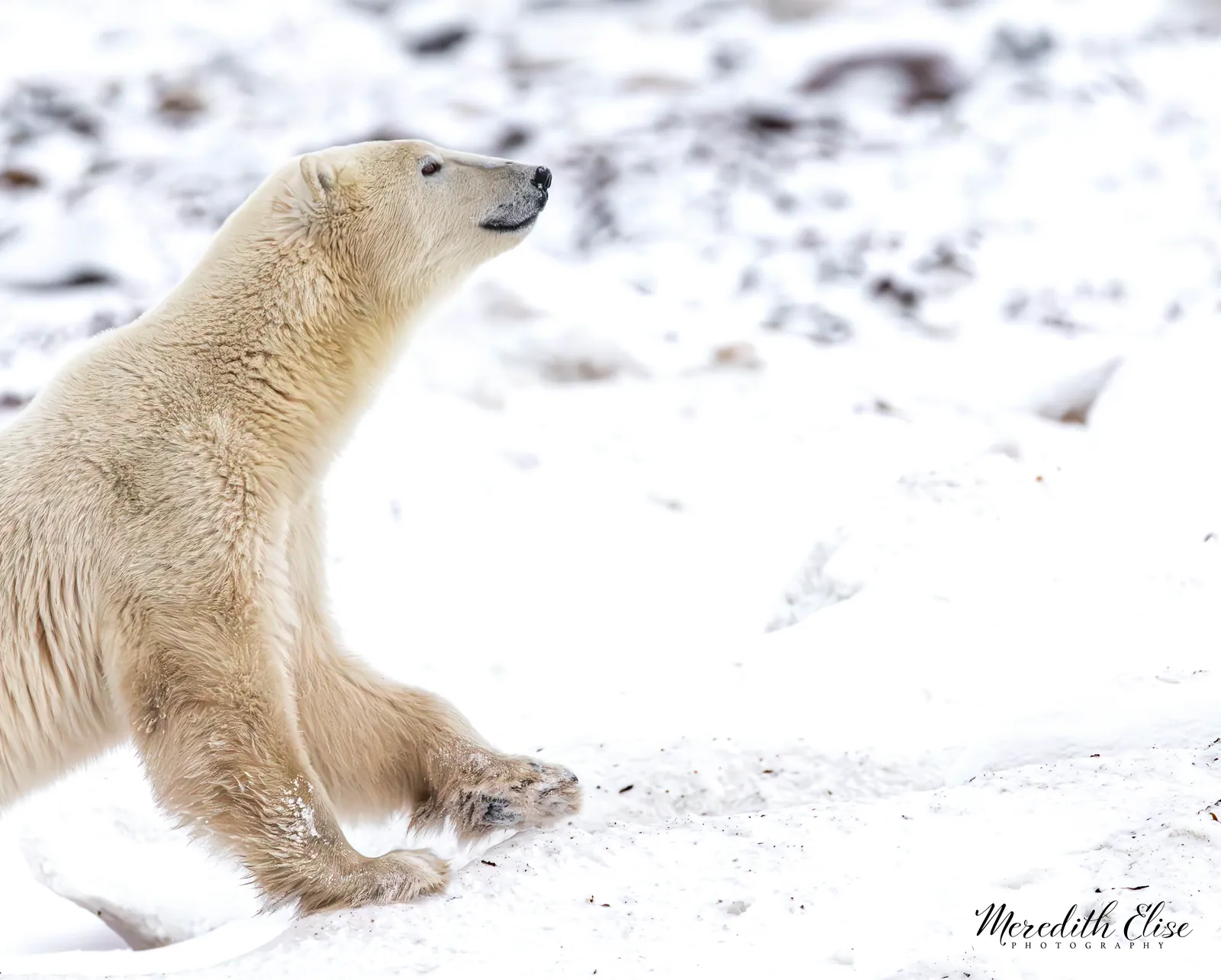 Young polar bear standing upright on its hind legs in the snow — Arctic wildlife fine art print