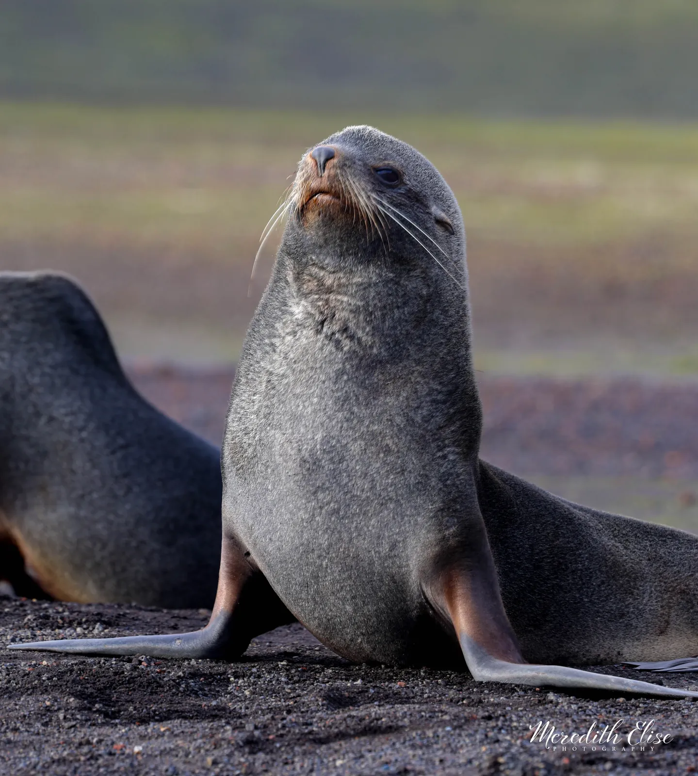 Antarctic fur seal holding its head high with whiskers on proud display — Antarctica wildlife fine art print