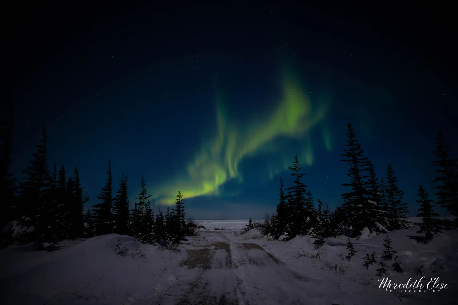 Green northern lights arcing over a snowy road lined with spruce trees — Churchill Manitoba fine art print