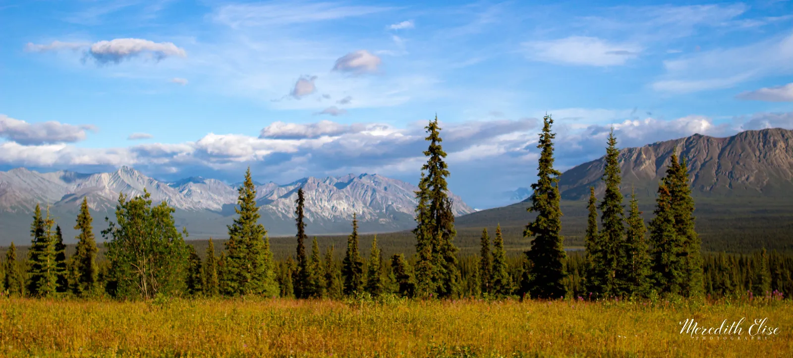 Spruce trees and summer meadow beneath the peaks of the Chugach Range — Southeast Alaska fine art print
