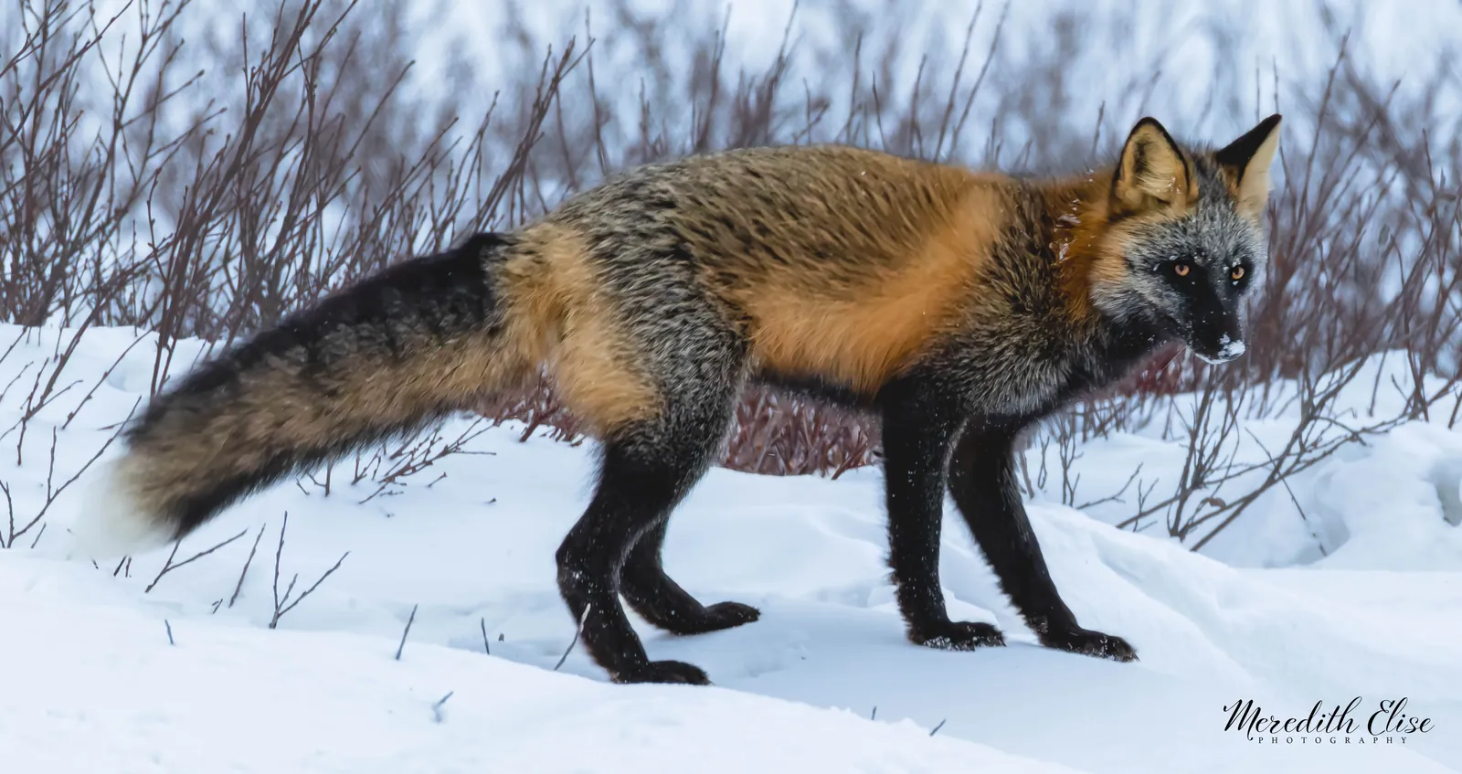 Cross fox with striking orange and black coat prowling through snow — Manitoba Canada wildlife fine art print