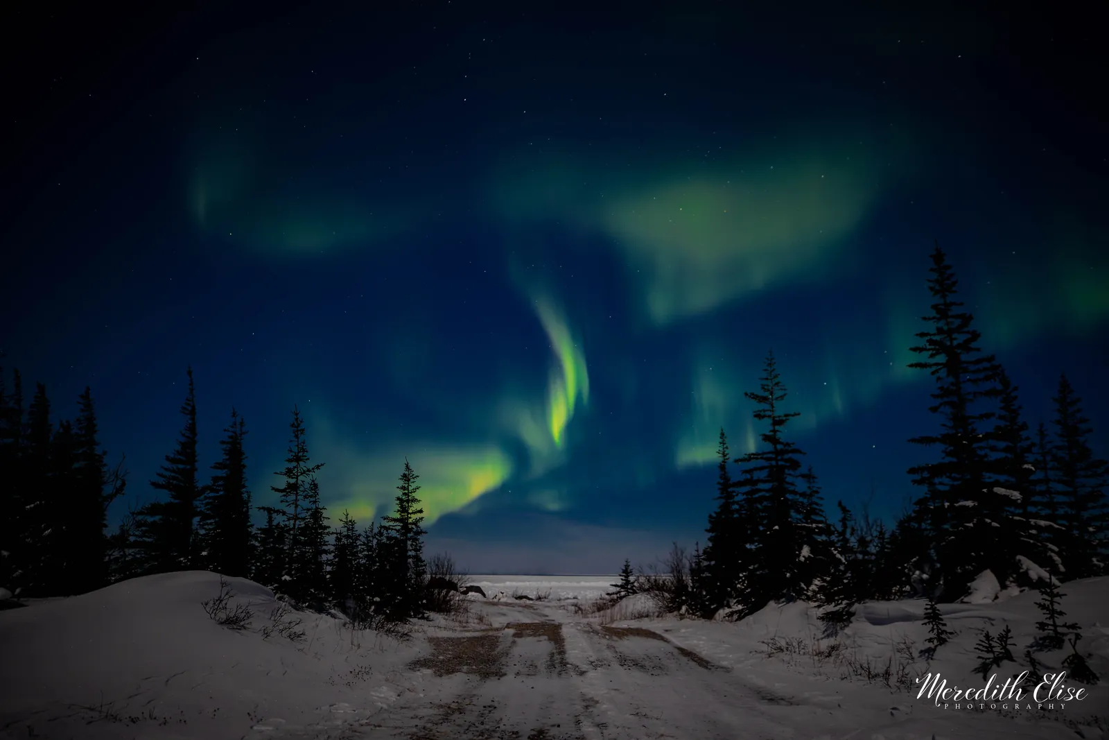 Swirling green aurora borealis dancing above snowy tundra and spruce trees — Churchill Manitoba fine art print