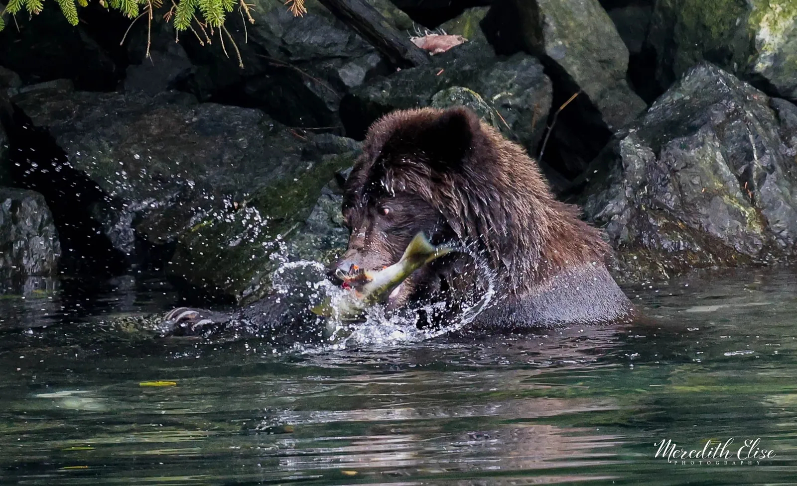 Grizzly bear splashing in a rocky stream with a fresh-caught salmon — wildlife fine art print