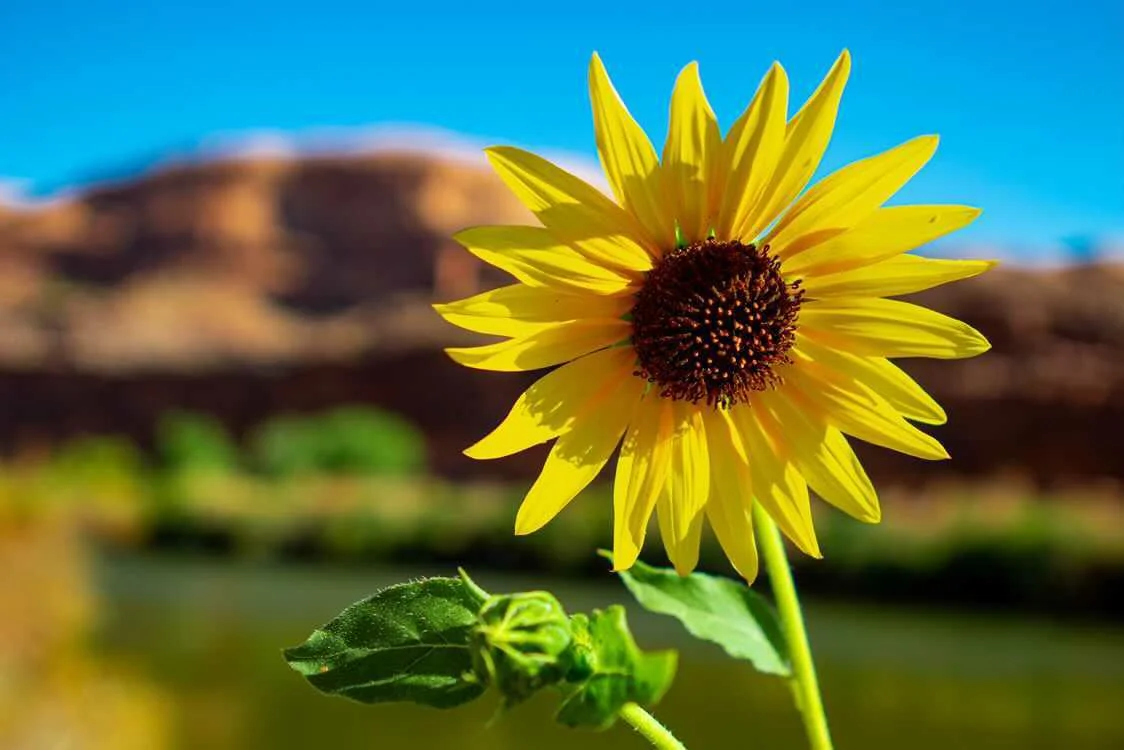 Bright yellow sunflower blooming against red rock canyon walls — desert Southwest fine art print