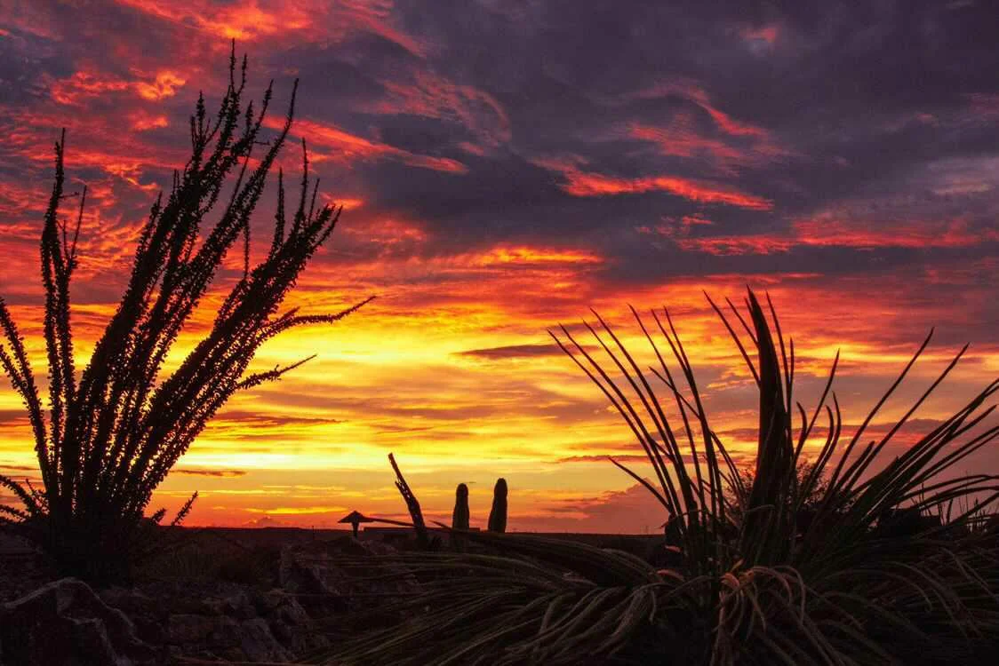 Ocotillo and yucca silhouetted against a fiery Arizona desert sunset — fine art print
