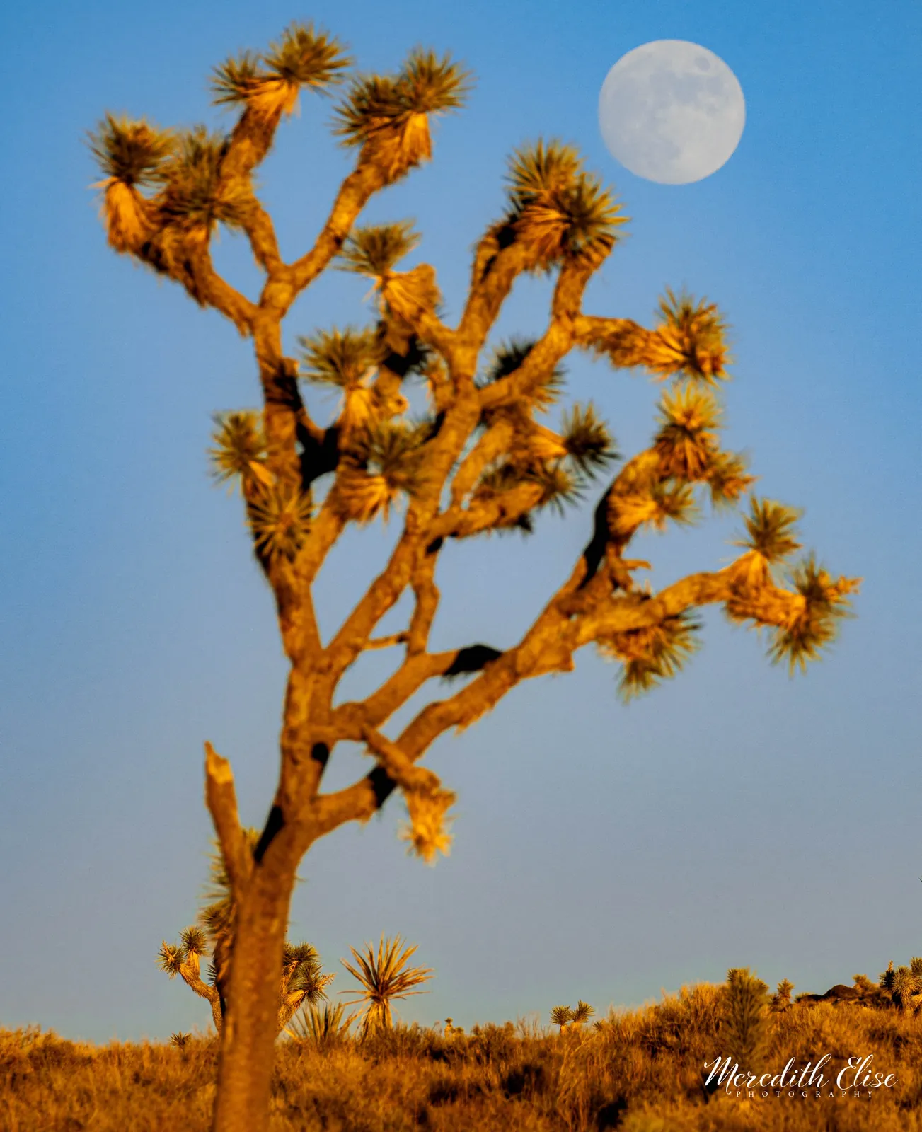 Lone Joshua tree standing tall beneath a full moon in the desert twilight — California fine art print
