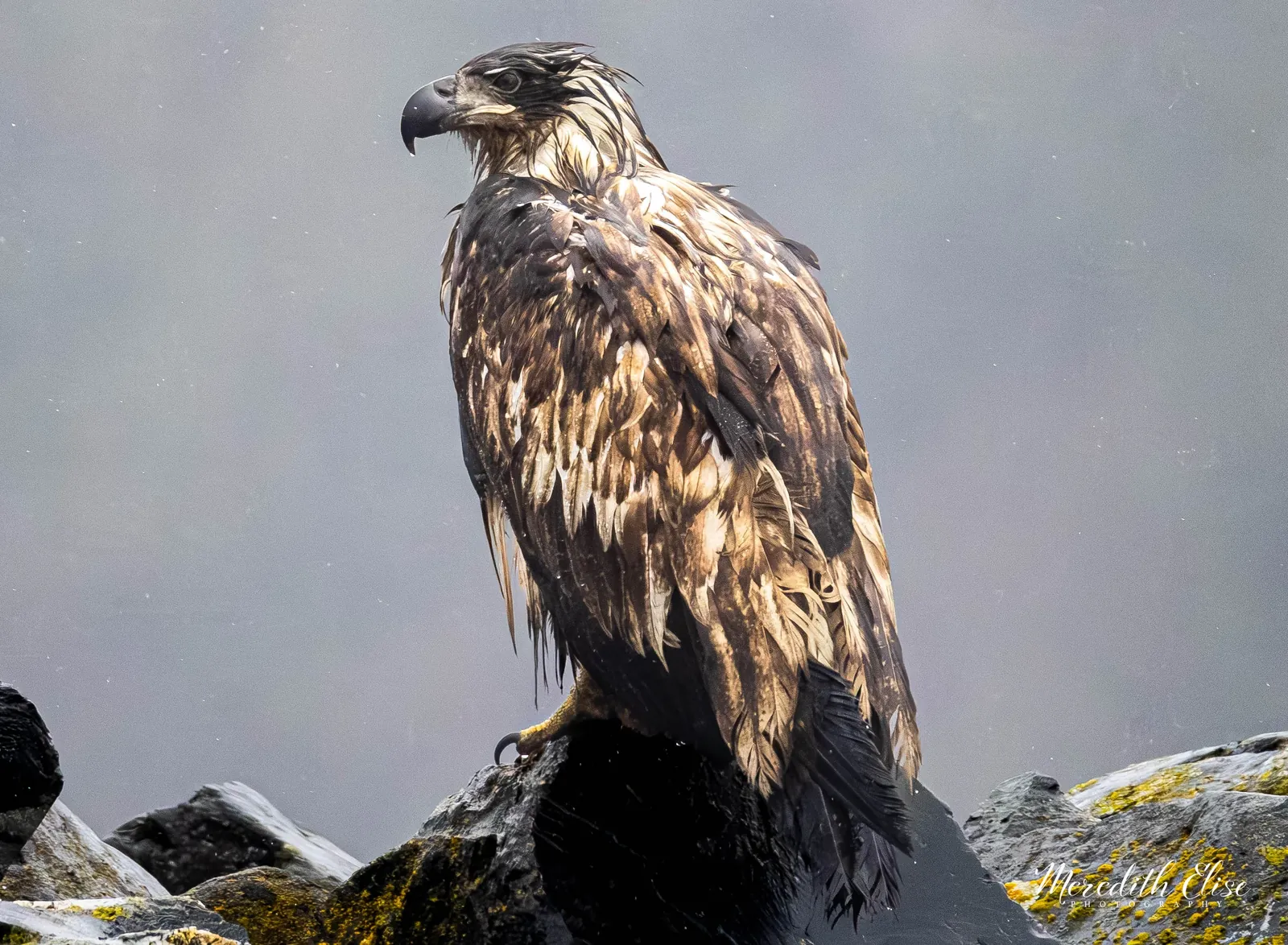 Rain-soaked juvenile bald eagle perched on lichen-covered rocks — Kodiak Alaska wildlife fine art print