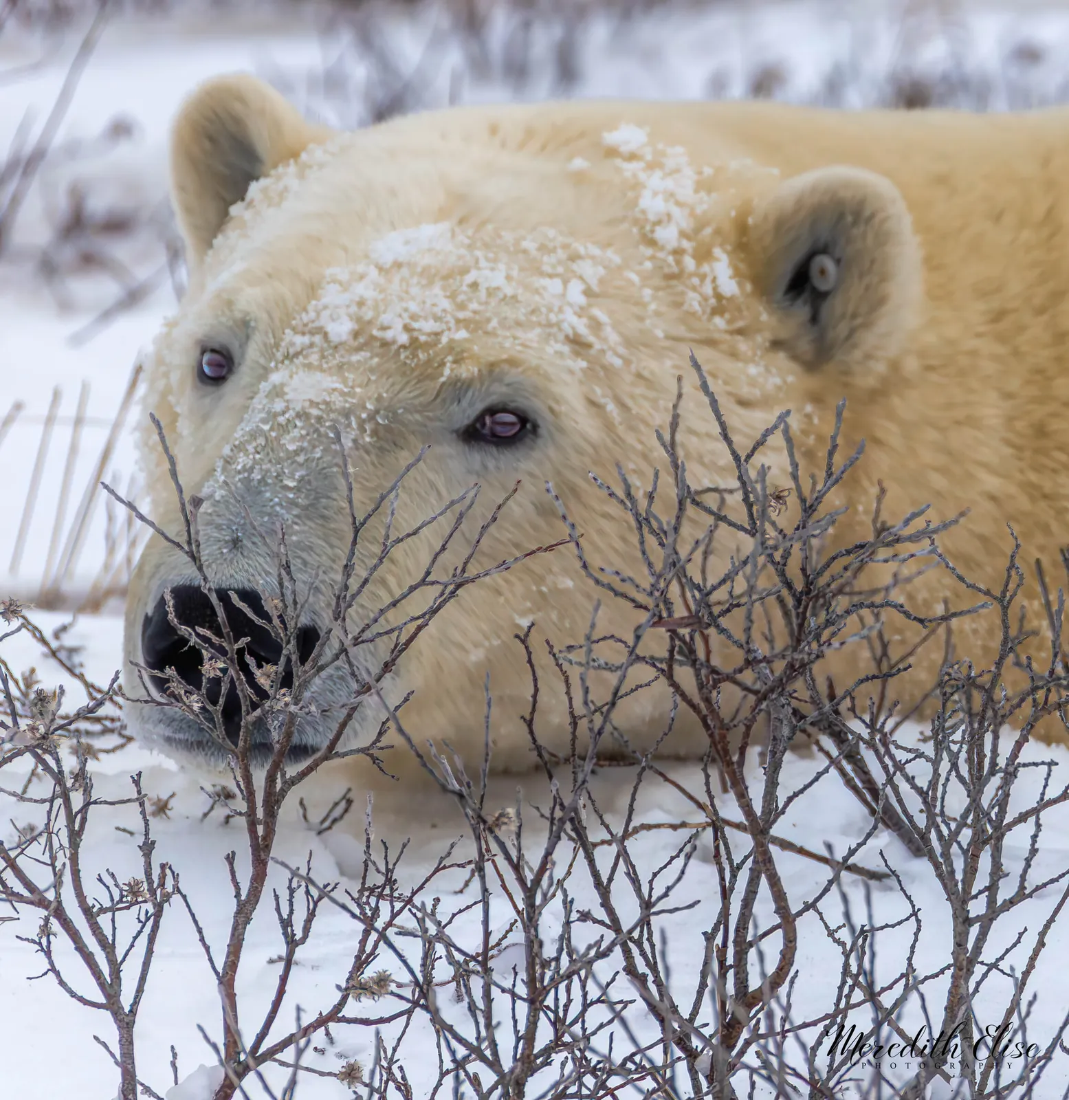 Snow-dusted polar bear resting its head on the tundra behind willow branches — Churchill Manitoba wildlife fine art print