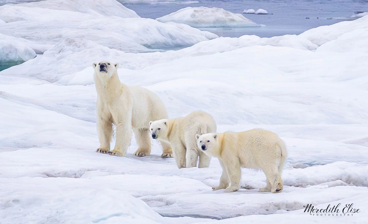 Polar bear mother and two cubs walking single file across the sea ice — Northwest Passage wildlife fine art print