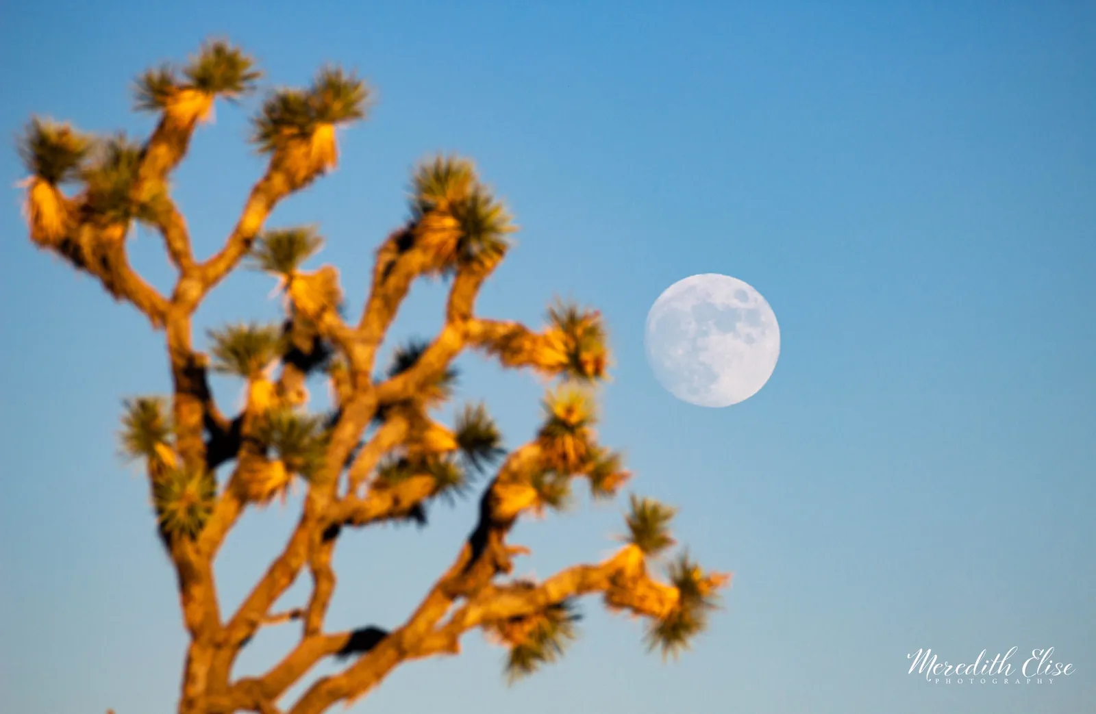 Full moon rising beside a golden sunset-lit Joshua tree — Joshua Tree California fine art print