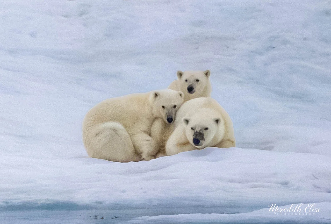 Polar bear mother resting on the ice with two cubs nestled against her — Northwest Passage wildlife fine art print