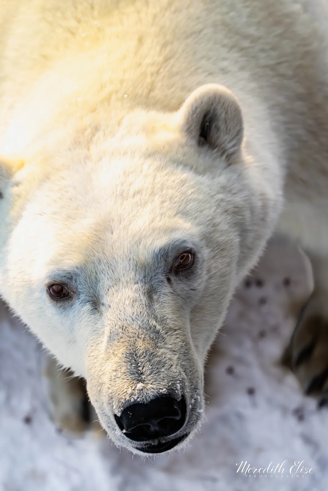 Close portrait of a polar bear looking directly into the camera — Churchill Manitoba wildlife fine art print