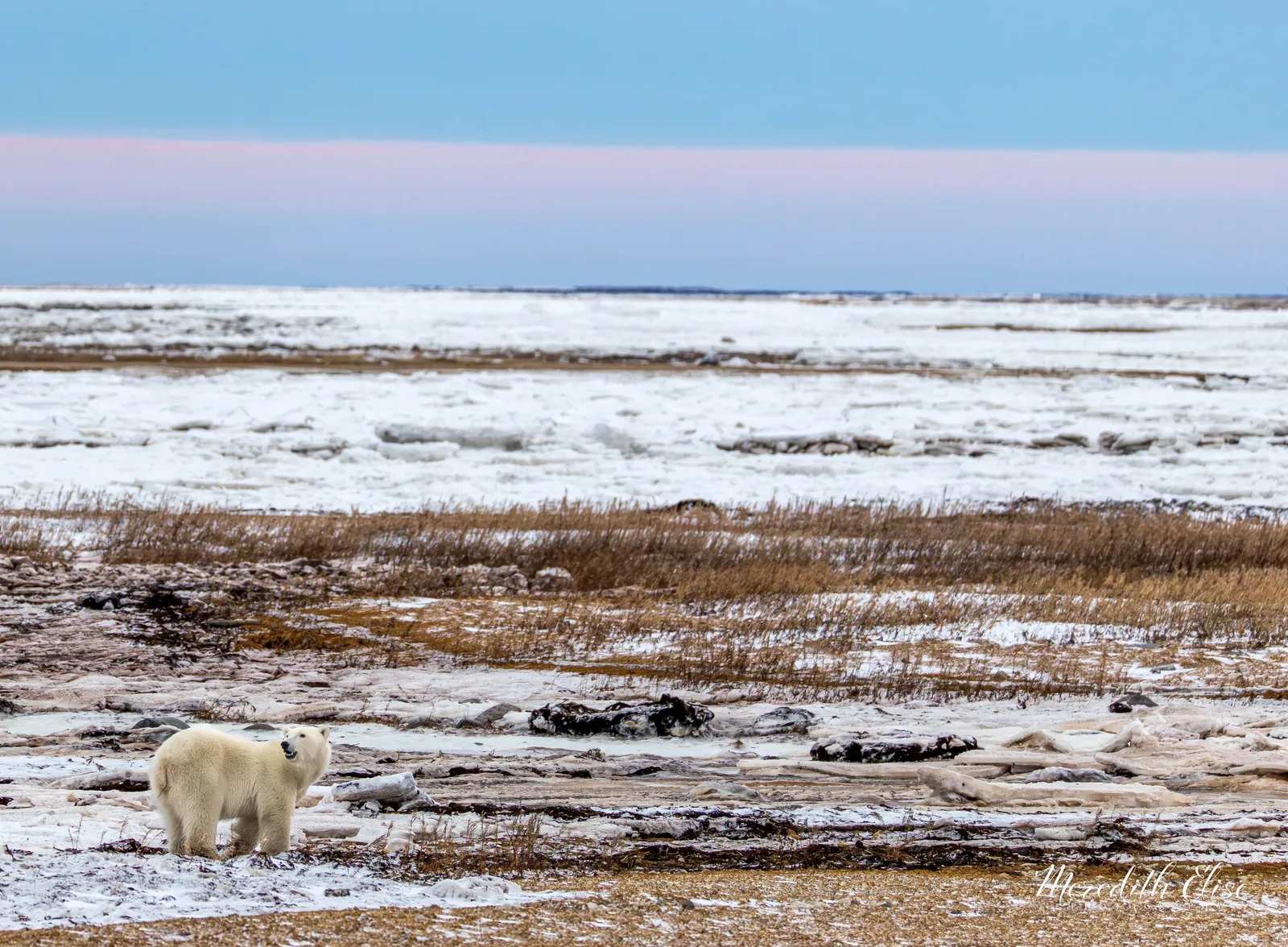 Polar bear looking back across the frozen tundra shoreline under a pink dusk sky — Manitoba Canada wildlife fine art print