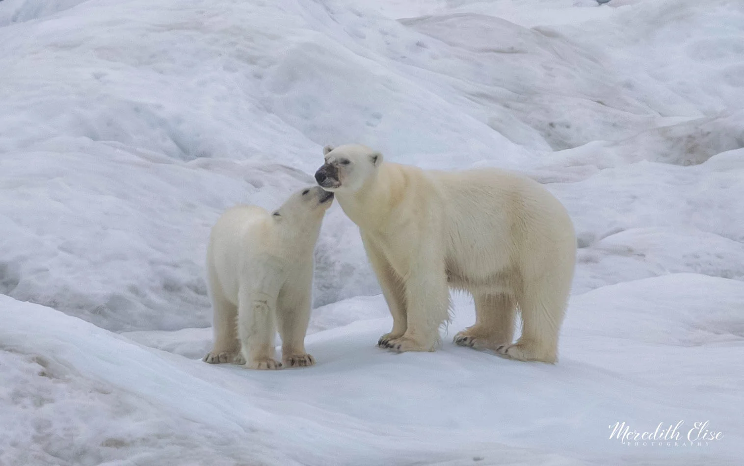 Two polar bears touching noses on the sea ice — Northwest Passage wildlife fine art print