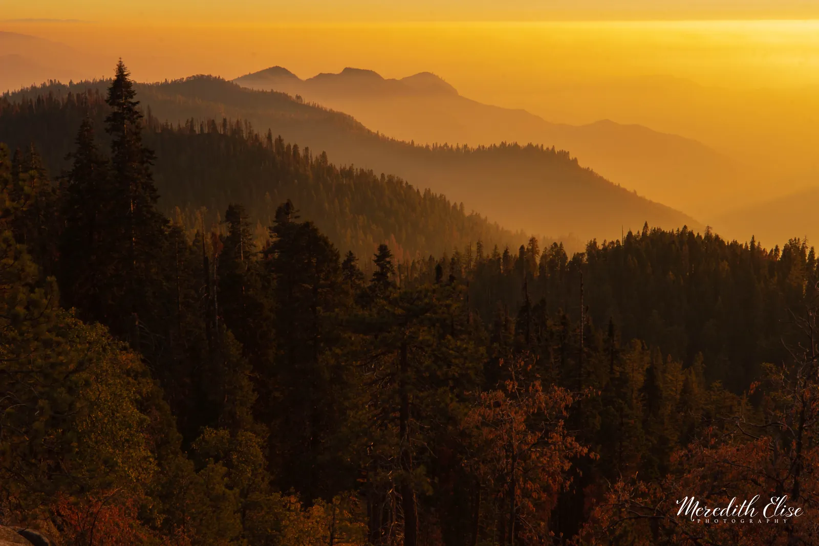 Layered pine ridges dissolving into warm golden haze at sunset — Sequoia California fine art print