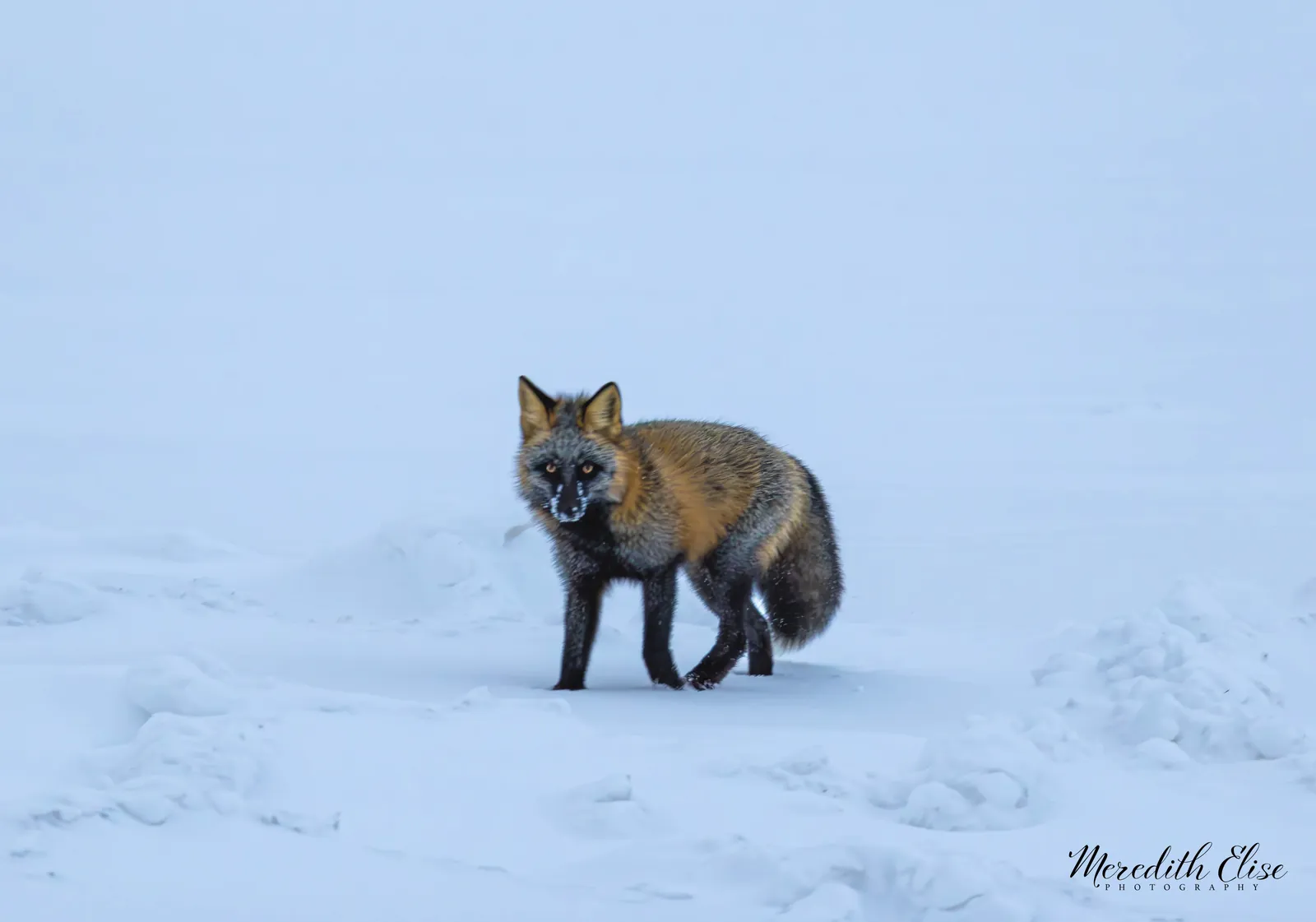 Cross fox pausing on an open snowfield and staring into the distance — wildlife fine art print