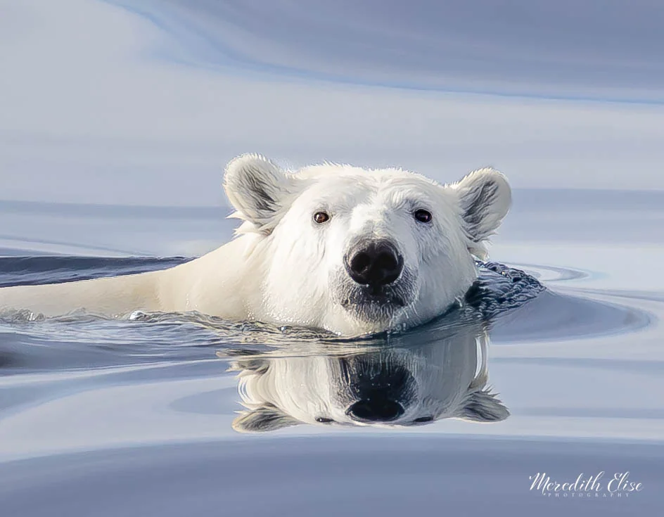 Polar bear swimming with its face mirrored in still Arctic water — Northwest Passage wildlife fine art print